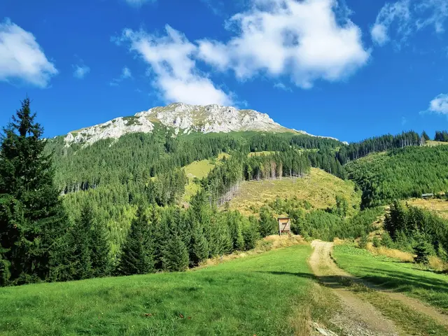 Am Weg zur Rotsohlalm, Blick auf die Hohe Veitsch