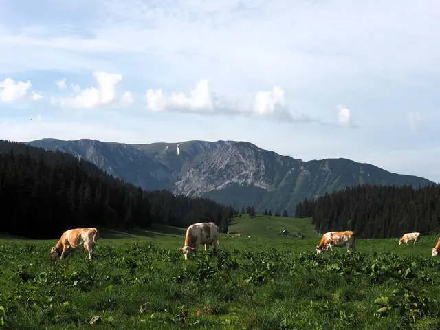 Blick vom Herrenboden zur Hohen Veitsch
