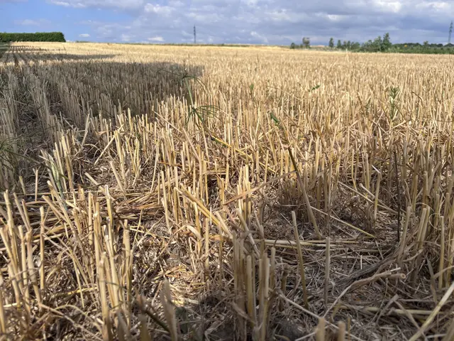 Getreide leidet besonders unter der Trockenheit. | Foto: Rosenberger Victoria