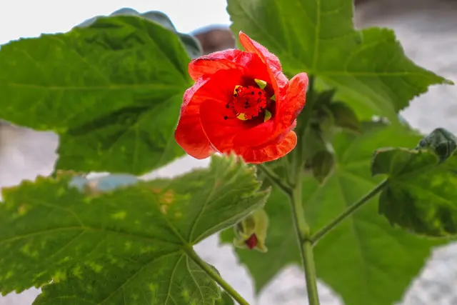 Die EU-Kampagne für Pflanzengesundheit "Plant Health 4 Life" soll Bewusstsein für Risiken und Auswirkungen auf Pflanzenvielfalt, Artenschutz und Landwirtschaft schaffen. (Symbolfoto) | Foto: pixabay / klickblick