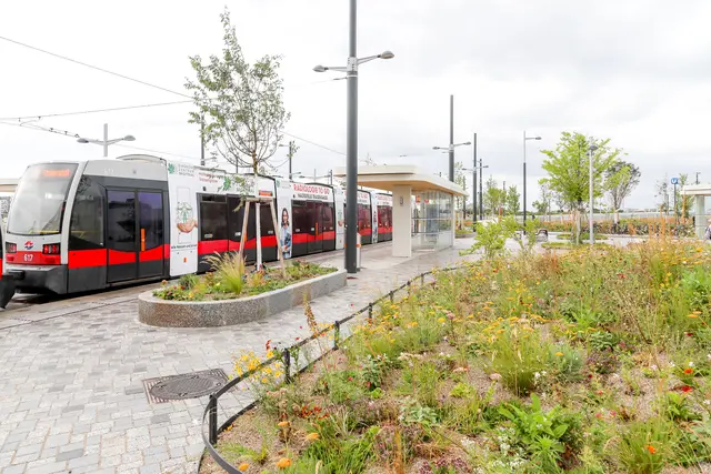 Die Pflasterung nimmt Regenwasser auf und leitet es an die Baumscheiben und Wiesen weiter. | Foto: Christian Fürthner/ Stadt Wien