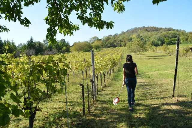 Der 13 Gemeinden im Bezirk Mattersburg umfassende Naturpark Rosalia-Kogelberg ist der jüngste Naturpark des Burgenlandes. | Foto: Jennifer Flechl
