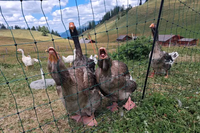 ...nana...,regt euch nicht so auf, ich will doch nur eine Aufnahme. War froh, dass der Zaun dazwischen war. Gänse bei der Schafbergblickhütte.