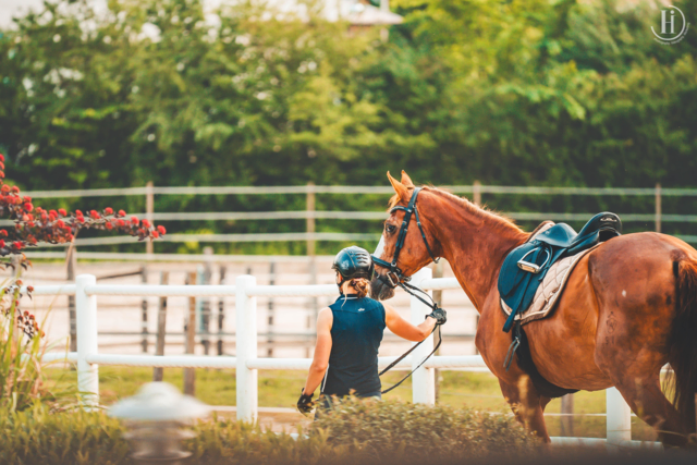 Foto: Hartberger Reitverein "RC Dressage Group Styria"