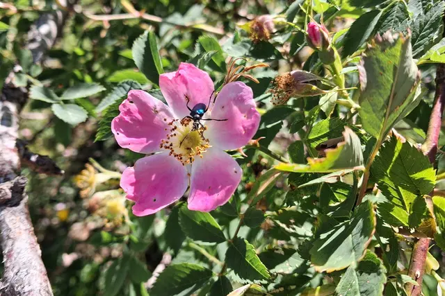 ....Wildrose mit Besucher.