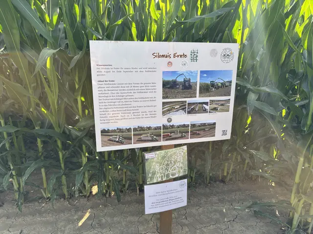 Die Infotafeln, welche im und um das Maislabyrinth verteilt sind, sollen für die Landwirte alltägliches Wissen weitervermitteln. | Foto: Leonie Stanzel