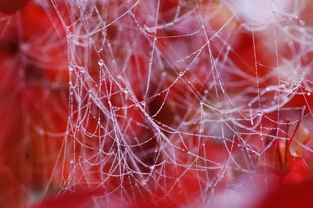 Die Natur bietet immer wieder faszinierende Fotomotive. | Foto: Hannelore Tiller