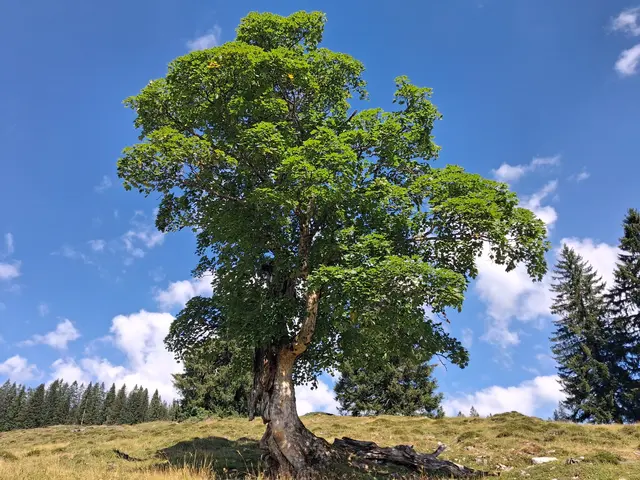 ..ein herrlich-alter WETTERBAUM