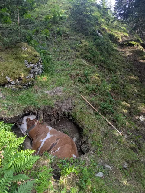 Die Feuerwehr Alpbach befreite eine Kuh aus einem versteckten Hohlraum auf der Kolmtalalmhochleger. | Foto: ZOOM.TIROL