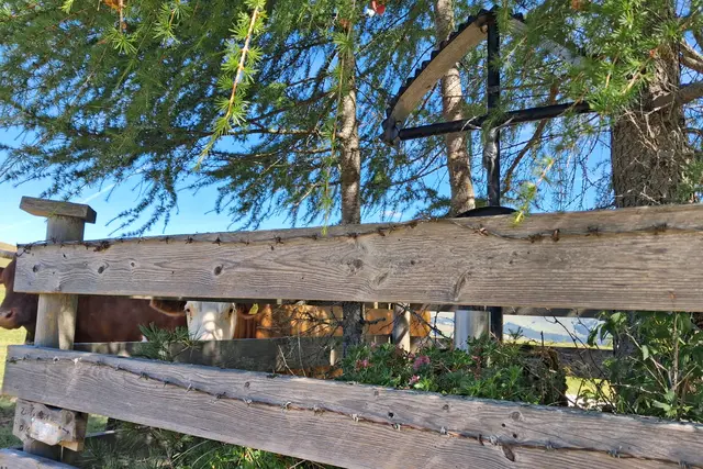 ...am Weg zum Braunedel kommt man an dieses kleinen Wegkreuz vorbei.
Da "guckt" nicht nur die Kuh...🤭