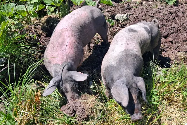 ..in der Nähe besuche ich gerne diese lieben Schweinderl, die den Himmel auf Erden haben in diesem sumpfigen Gebiet. Grunzgrunz🐖