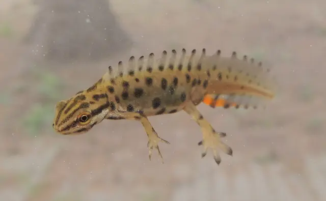 Teichmolch-Männchen.   | Foto: Hartmut Nüsken