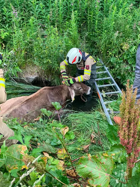 Die Feuerwehr Längenfeld rettete eine abgestürzte Kuh aus dem Oberrieder Bach. | Foto: ZOOM.TIROL