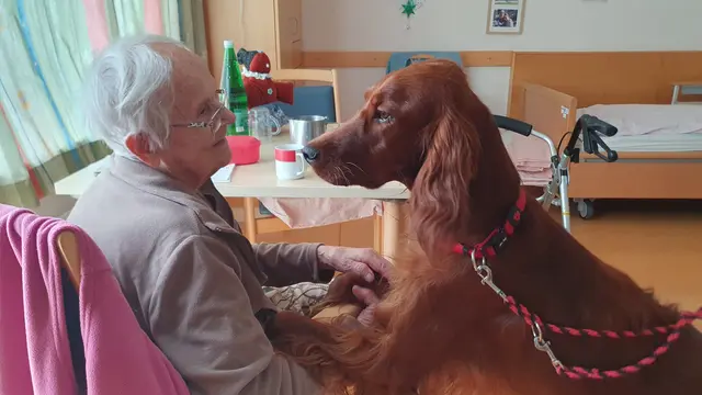 Auch für Bewohnerin Maria Thiele ist der Besuch von Hundedame Alma immer ein besonderes 
Ereignis. | Foto: PBZ Zistersdorf