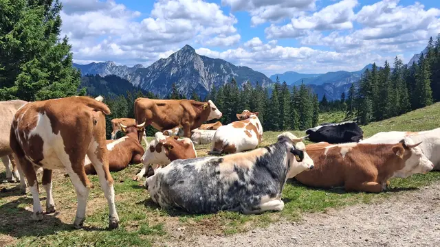 ...heuer sind besonders viele Kühe und Pferde auf der Alm, die sich hier sehr wohl fühlen.

