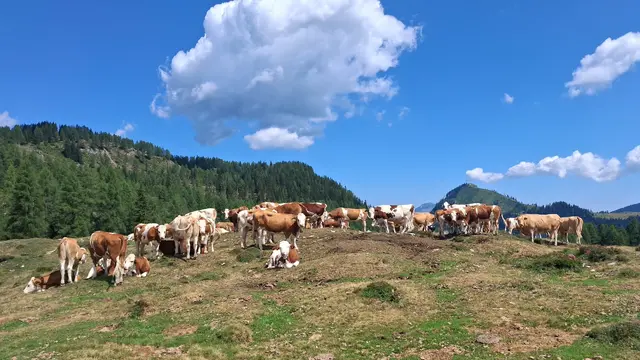 ...Kuhherde am Weg zum Pitschenberg.