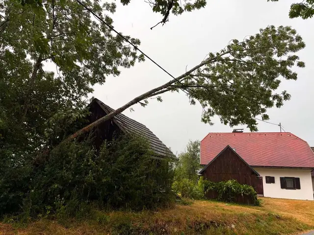 Baum kracht in Stromleitung. | Foto: Feuerwehr St.Stefan/Gail