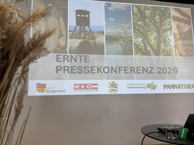 Die Erträge der Getreideernte liegen um 30 bis 50 Prozent unter jenen des Jahres 2025. | Foto: Jennifer Flechl / MeinBezirk