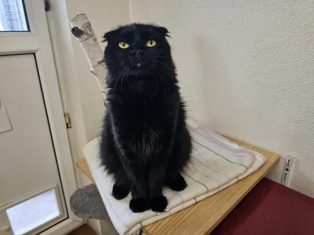 Der junge Kater Nox sucht ein Zuhause, das sich engagiert um ihn kümmert und ihm Freigang bietet.  | Foto: Tierheim Linz