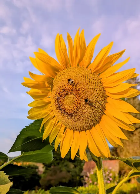 Margit Schadler hat diese wunderbare Sonnenblume in den frühen Morgenstjunden fotografiert.