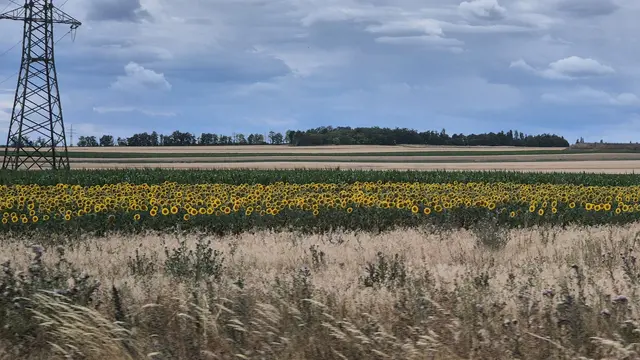 12.07.2026 Straßenrand, Sonnenblumen und abgeerntete Felder im Waldviertel ...