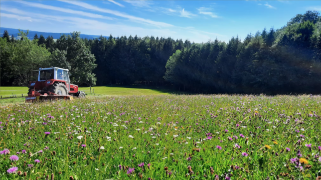 Inmitten der Blumenwiesen fühlen sich die Bienen pudelwohl. Bewirtschafter der Wiesenfläche ist der Verein. | Foto: Höller
