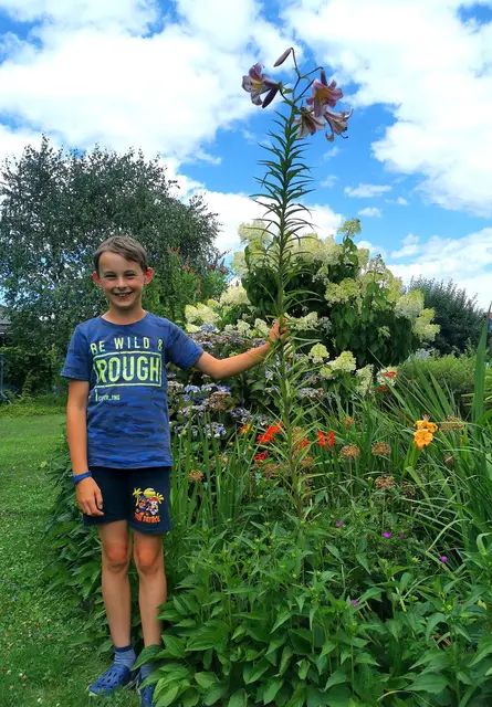 Hoch hinaus: Paul freut sich über die zwei Meter hohe Lilienblüte in Stocking! 