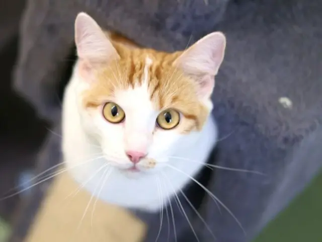 Loki und Mochi sehr aktive Katzen und benötigen viel Beschäftigung und Zuwendung. | Foto: Tierschutzverein St. Pölten / TSV STP