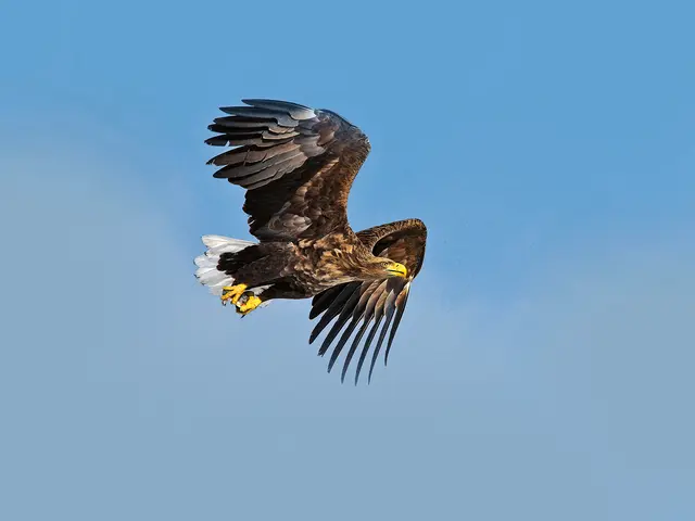 Mit 11 von 18 in Österreich regelmäßig brütenden Greifvogelarten und rund sieben Prozent der nationalen Kaiseradler- und Seeadlerpopulation unterstreicht der Nationalpark Donau-Auen seine herausragende Bedeutung für den Artenschutz. | Foto: Pickett