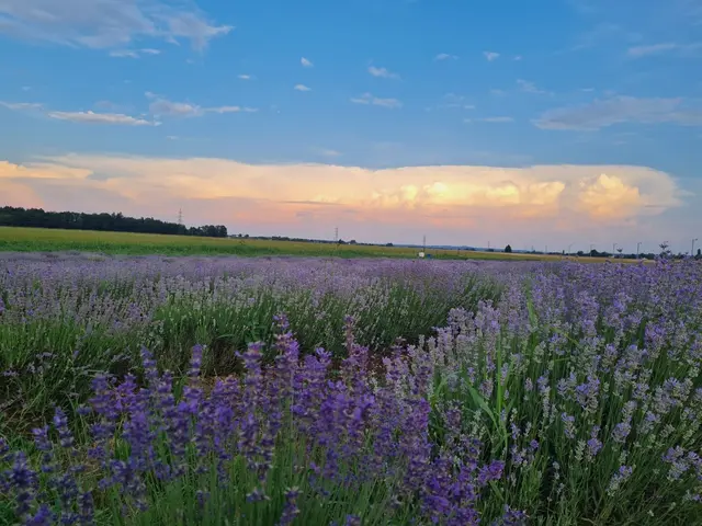 Der Achinger Lavendel dient zahlreichen Insekten als Nahrungsquelle und dient als Basis für hochwertige Produkte wie Öl und Sirup. | Foto: Markus Grünseis