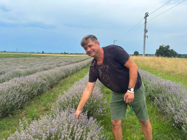 Michael Doppler erklärt, dass der Lavendel erst dann geerntet wird, wenn Hummeln, Schmetterlinge und Co. sich daran „sattgegessen“ haben. | Foto: MeinBezirk/Anja Kern