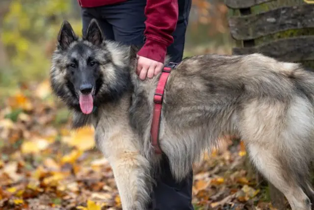 Tassilo sucht ein erfahrenes Schäferhunde-Zuhause.  | Foto: Tierschutzverein St. Pölten / TSV STP