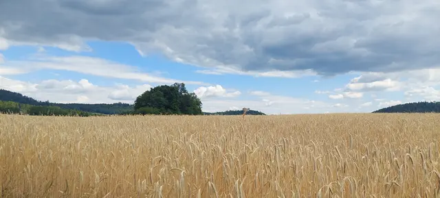 ...erster Blick auf die Ruine Landsee