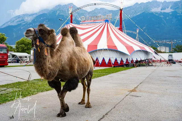 Rund 40 Tiere begleiten den Zirkustross und sind Teil des abwechslungsreichen Programms. | Foto: Circus Frankello
