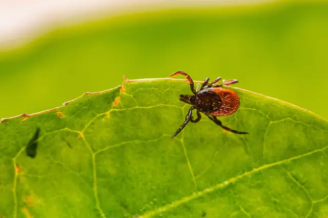 Ein Wiener Infektiologe räumt mit den häufigsten Mythen rund um Zecken auf. (Symbolfoto) | Foto: Erik Karits/unsplash