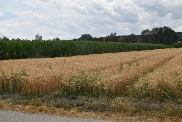 Foto: MeinBezirk/Michael Strini