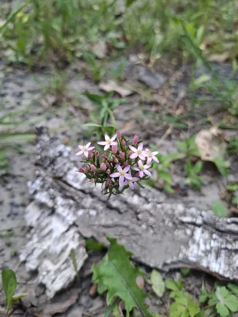 "Tausendgüldenkraut", Centaurium - STAUNEN &amp; DANKBARKEIT