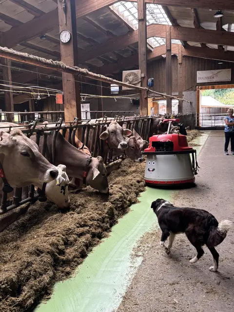 Moderne Stalltechnik am Valrunzhof in Nauders: Ein automatischer Futterschieber sorgt für die gleichmäßige Vorlage des Futters. | Foto: Forgo