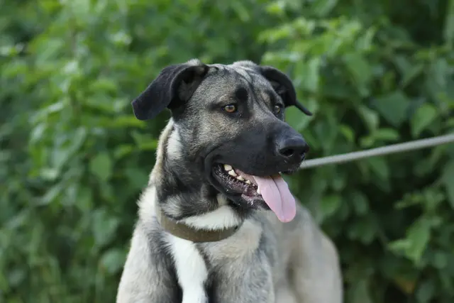 Die junge Hündin macht jeden Tag Fortschritte und wartet auf ihr Für immer Zuhause. | Foto: Tierschutzverein Tirol