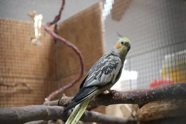 Die geselligen Vögel möchten künftig gemeinsam mit Artgenossen ihr Leben genießen. | Foto: Tierschutzverein Tirol