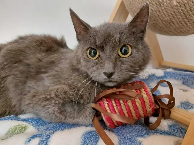 Nala | Foto: Pfotenhilfe
