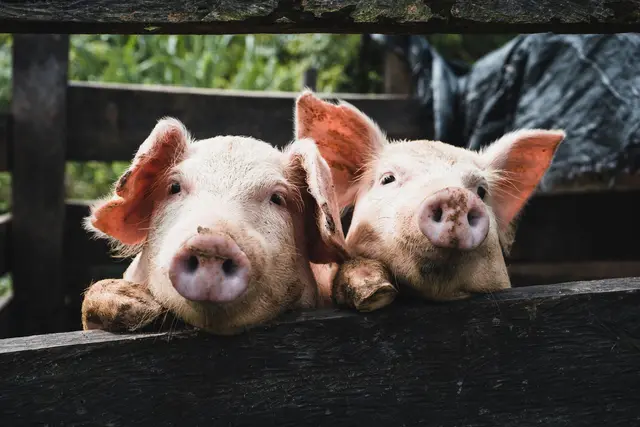 Die heimische Schweinebranche warnt vor erheblichen wirtschaftlichen Folgen für landwirtschaftliche Familienbetriebe. (Symbolbild) | Foto: Kenneth Schipper/Unsplash