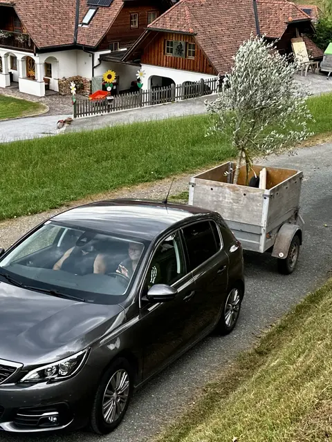 der Olivenbaum wird angeliefert 