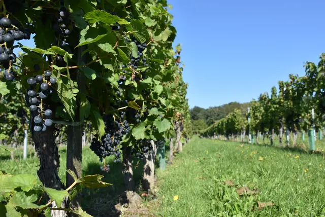 Der Klimawandel verändert den Weinbau im Mittelburgenland. | Foto: Weingut Hufnagel