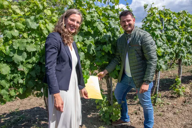 Landeshauptmann-Stellvertreterin Anja Haider-Wallner und Martin Tobler vom Pflanzenschutzdienst Burgenland demonstrieren das Anbringen der Gelbtafeln im Weingarten.  | Foto: Landesmedienservice Burgenland