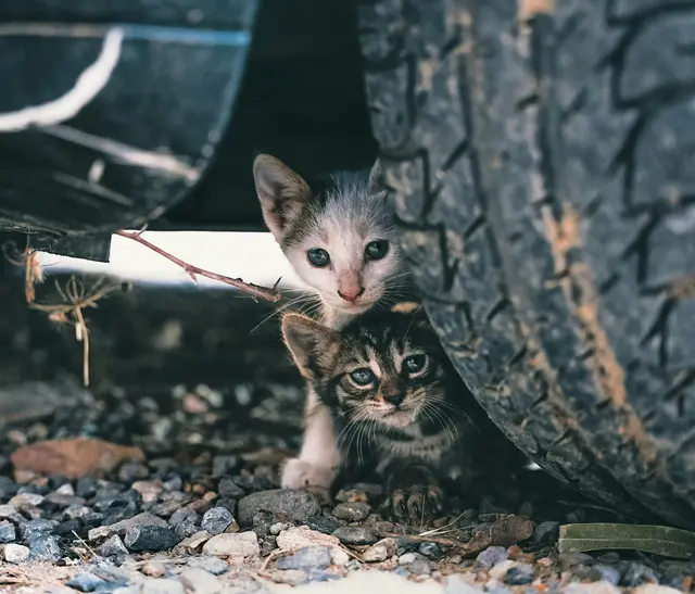 Der Österreichische Tierschutzverein schlägt Alarm: 2026 droht ein trauriger Streunerkatzen-Rekord. Denn trotz Kastrationspflicht und gezielter Programme der Bundesländer leben weiterhin zehntausende Katzen unter schwierigen Bedingungen im Verborgenen | Foto: unsplash