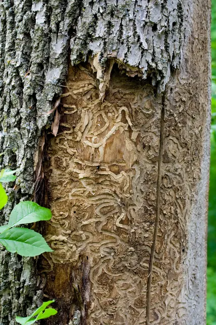 Charakteristische Fraßgänge unter der Eschenrinde, verursacht durch die Larven. | Foto: Fireflyphoto/Smarterpix