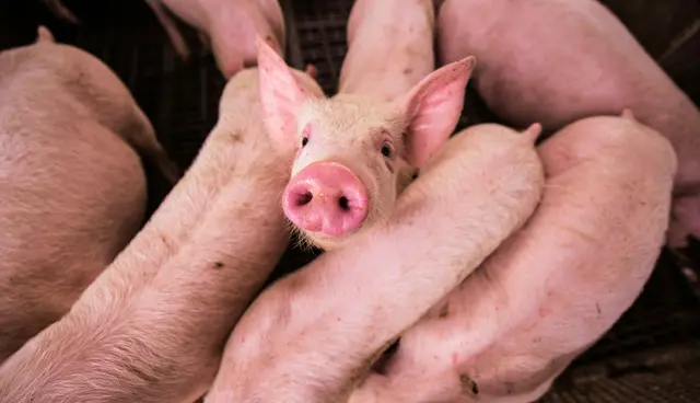 Tierseuchen, Exportsperren und Überproduktion setzen die Schweinebranche unter Druck. Laut Branche verlieren heimische Betriebe derzeit rund 1,6 Millionen Euro pro Woche. (Symbolbild) | Foto: Diego San/Unsplash