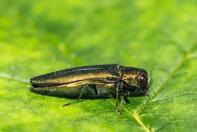 Eschen-Killer: Der Asiatische Eschenprachtkäfer (Agrilus planipennis) ist erstmals in der EU nachgewiesen worden. (Symbolbild) | Foto: Ondreicka1010/Smarterpix