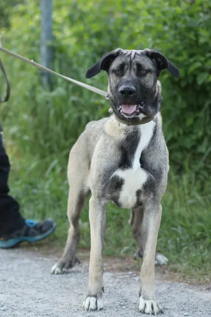 Mit ihren treuen Augen und ihrer neugierigen Art erobert Iara schnell die Herzen. | Foto: Tierschutzverein Tirol